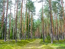 Image 55Latvian Pine Forest in Ķegums Municipality (from Forest)