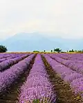 Lavender field