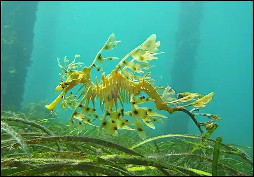 Sea dragons camouflaged to look like floating seaweed live in kelp forests and seagrass meadows[82]