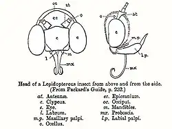 Line diagram of head of a lepidopteran insect seen from front and right side with labelling of parts and a legend.