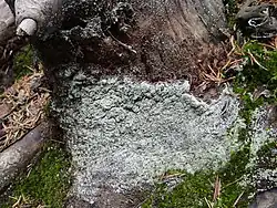 Lepraria incana, a powdery lichen
