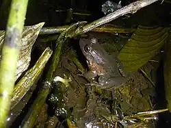 An image of the Dwarf Jungle frog (Leptodactylus wagerni)