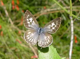 Dorsal view (female)