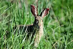Photo of a Korean hare in tall grass looking directly at the camera