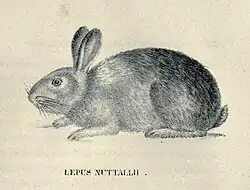 Black and white illustration of a rabbit in profile