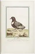 Pigeon with two extra lower limbs