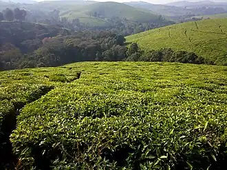 Tea fields around Kibira National Park