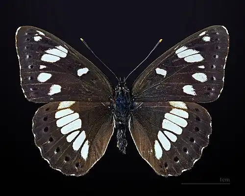 Dorsal side