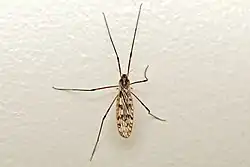 limonia cinctipes on a white wall
