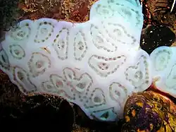 Lissoclinum patellum