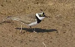 Adult in breeding plumage at Khijadiya Bird Sanctuary, Gujarat, India