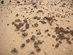 Lobos Island typical soil