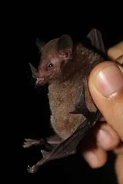 Brown bat