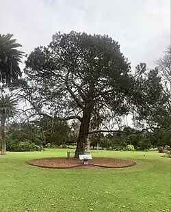 Lone Pine - Warrnambool Botanical Gardens. One of the four originals of (Pinus brutia).