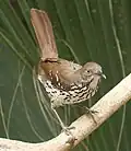 Long-billed thrasher, South Padre Island, Texas