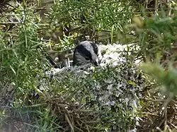 A long-tailed tit in its nest