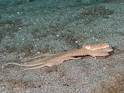 Image of Abdopus on the sea floor.