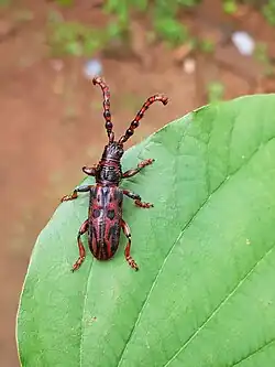 Pachylocerus crassicornis