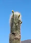 Cardon grande cactus