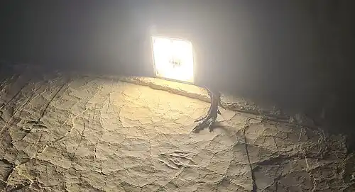 Reconstructed footprint and paw