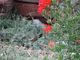 Male feeding on firecrackerbush