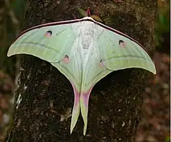 Indian moon moth