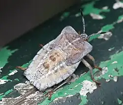 5th instar slowly becomes grayish from waxy secretions