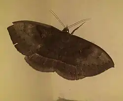 Lygniodes vampyrus male