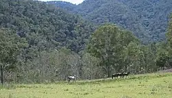 A small group of horses just visible at the end of a field with tall forested hills behind them