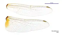 Male wings