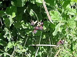 Leaves, flowers, and pods