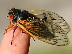 Female dorsal Brood XIII, 2024