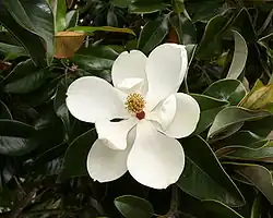 White flower with around nine large petals and yellow stamens