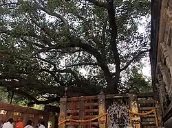 Mahabodhi tree, Bodh Gaya