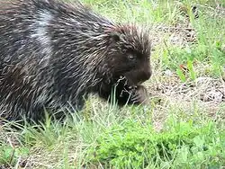 Porcupine eating grasses
