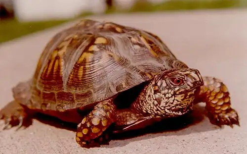 Male with high-quality shell in southwestern Pennsylvania, June 30, 1979