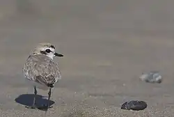 The Western snowy plover populations are closely monitored by researchers