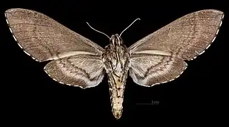 Manduca diffissa petuniae ♀ △