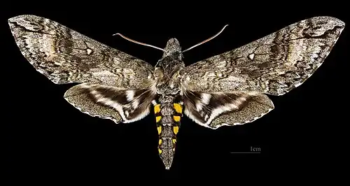 Manduca diffissa zischkai ♂