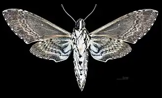 Male Manduca rustica rustica, ventral view