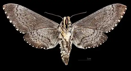 Female - △ Ventral side