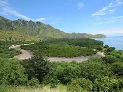 A mangrove patch east of One Dollar Beach, Timor-Leste, in 2013