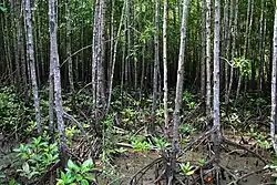View of the mangroves at the Bakhawan Eco-Park