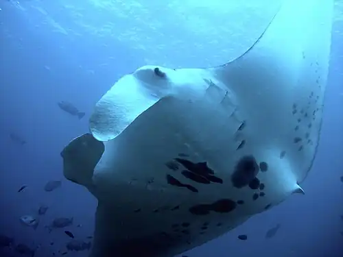 Reef manta ray