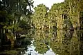 Cypress trees covered in moss in reflective water