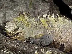 A. c. cristatus on Fernandina Island