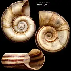 Marisa cornuarietis (Caenogastropoda)