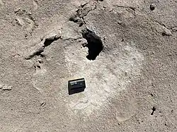 Sand with a nest-hole in it seen from above