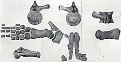 Drawing of various bones