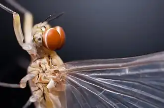 In some male mayflies the eyes are split into separate organs for distinct visual functions.